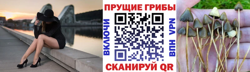 Псилоцибиновые грибы прущие грибы  darknet телеграм  Бирюч 